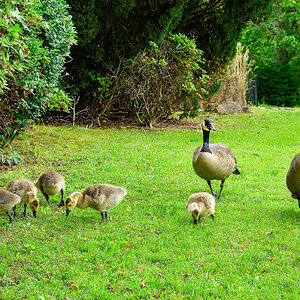 Geese family-3.jpg