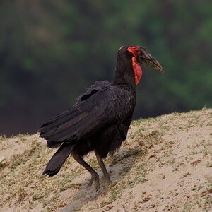Ground Hornbill.jpg
