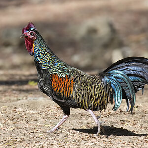Green Jungle Fowl sf.jpg