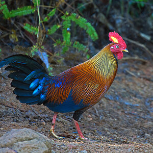 Sri Lanka Junglefowl sf.jpg