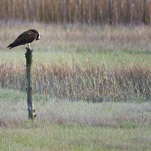 NIK_4060 final cropped.jpg