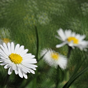 P5021131-dprf.jpg