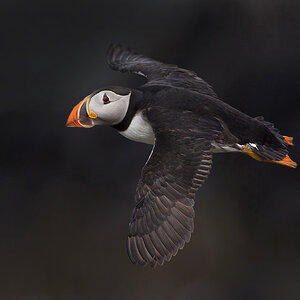 Bird in Flight Puffin dark background.jpg