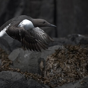 Guillemot Adult sf.jpg