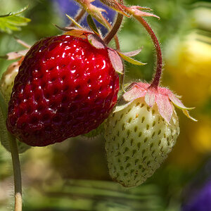 strawberry.jpg