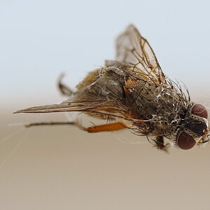 P6091867-dprf.jpg
