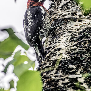 Red-breasted sapsucker.jpg