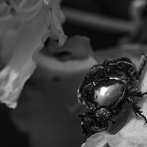 DSC_2861_bw.jpg