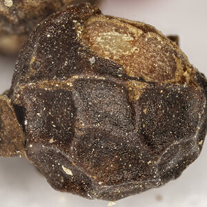 SM_Peppercorn focus stack 7 images.jpg