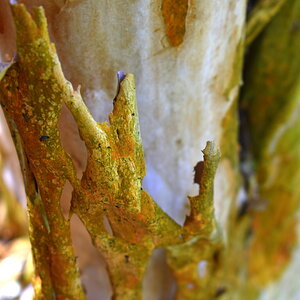 DSC_0909.JPG
