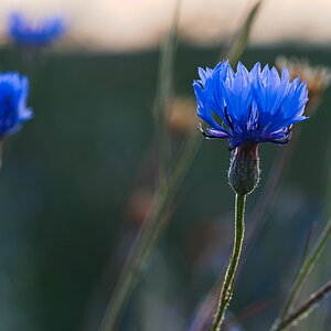 P7122260-dprf.jpg