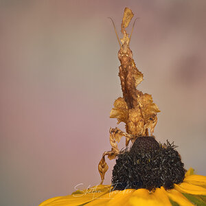 Ghost Mantis.jpg
