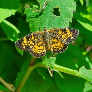 NIK_9140 final butterfly .jpg