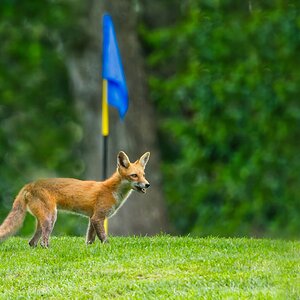 NIK_9931 final fox.jpg