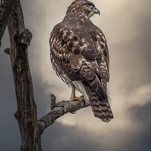 Red-tailed Hawk.jpg