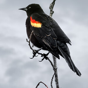 Red-winged Blackbird..jpg
