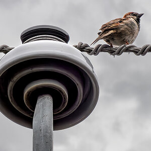 House Sparrow.jpg