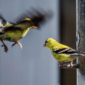 Incoming American Goldfinch.jpg