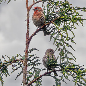 House Finches.jpg