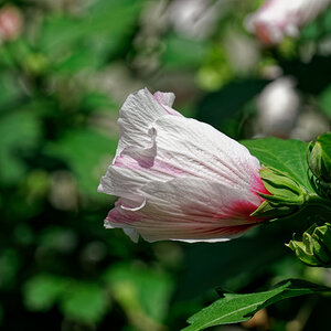 DSC03938_DxO.jpg