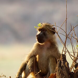 Baboon at Dawn.jpg