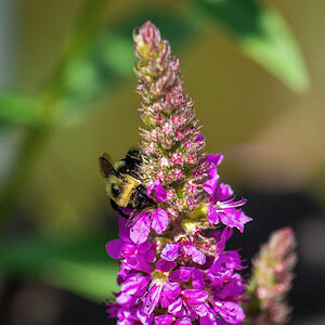 Bees & Insects 2022 - August 11, 2022 - 35-Edit.jpg