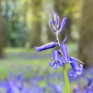 blue bells 2aaa copy.jpeg