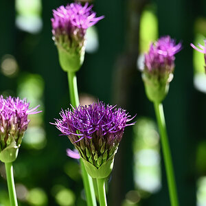 All Photos - 1 of 1 (3).jpeg