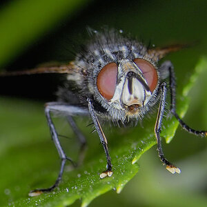 -Drosophila-.jpg