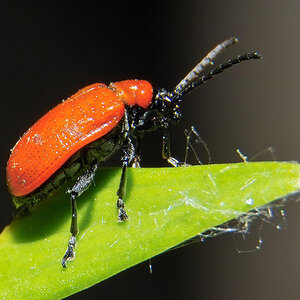 Sample 2.jpg
