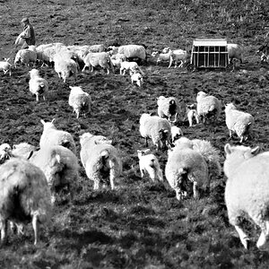 stampeding sheep small.jpg