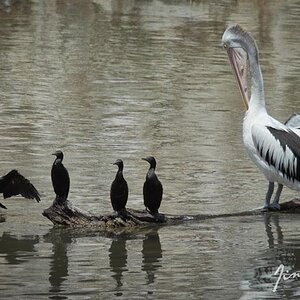 Balranald Pelicans + Cormorants small.jpg