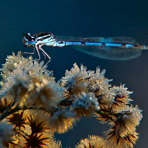 -Dragonfly on ice-.jpg