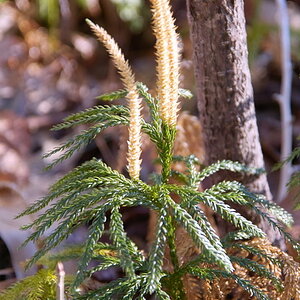 SDIM0046_640x480.jpg