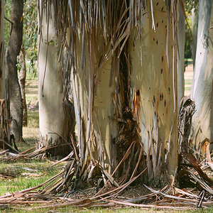 Wod Trees 1.jpg