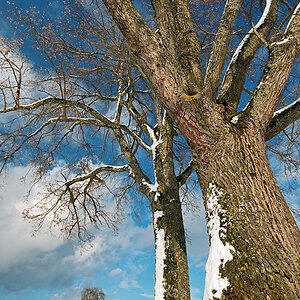 Tree.jpg