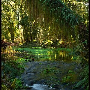 Hanging_Moss_Kestner.jpg