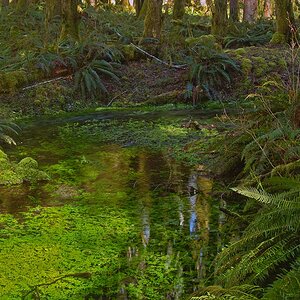 Moss_Pond2_Web.jpg