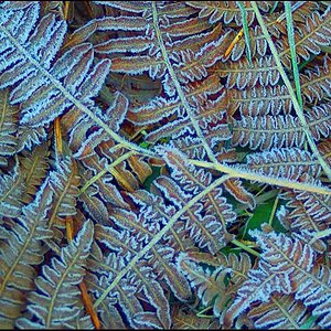 Frosted_Bracken_Clean.jpg