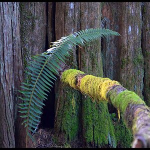 Fern_Cedar_Crop.jpg