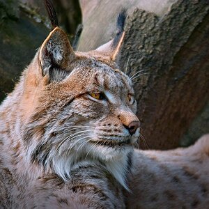 -Luchs-1.jpg