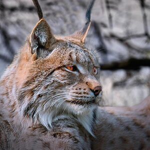 -Luchs3-.jpg