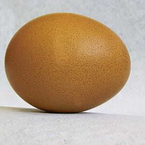 egg-j.jpg