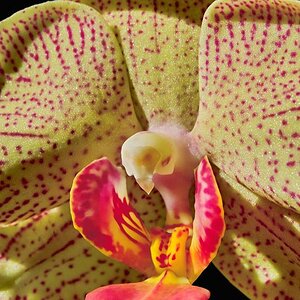 orchid bloom 2.JPG