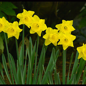 Daff_Tele-Tak_6_3_at_f_8.jpg