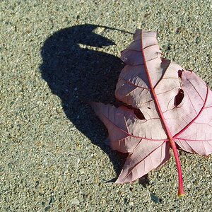 fall leaf.JPG
