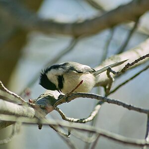 black capped chickadee 5.JPG