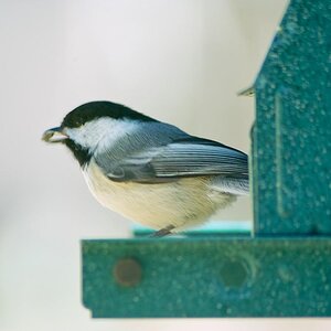 black capped chickadee 6.JPG