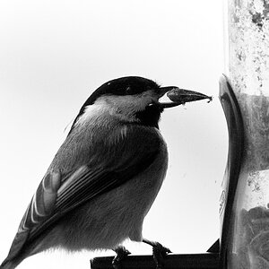 SDIM4996_Chickadee_BW_2.jpg