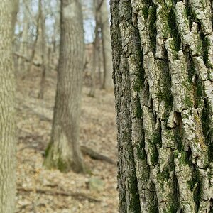 woods 1.JPG